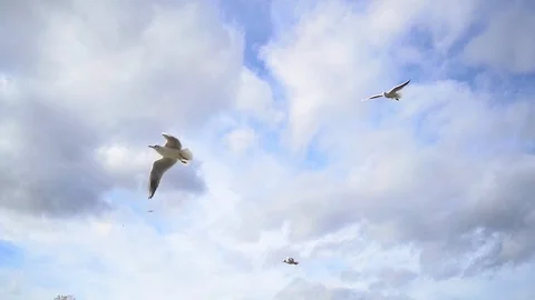 Flock of gulls are flying in sky in white clouds in slow motion at sunny day Video stock 119983670