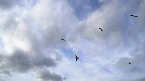 Flock of gulls are flying in sky in white clouds in slow motion at sunny day Video stock 119984732