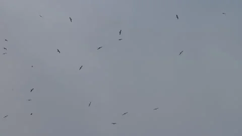 Flock of gulls circling in grey overcast sky. 4K 60fps. Stock Footage 334354583