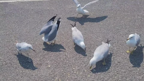 Flock of Gulls Feeding on a Warm Summer Parking Lot Stock-Footage 337973352
