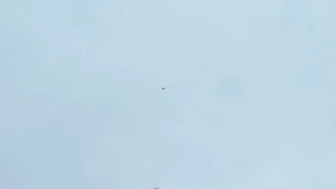 Flock Of Gulls Flies In The Sky Video stock 74699982