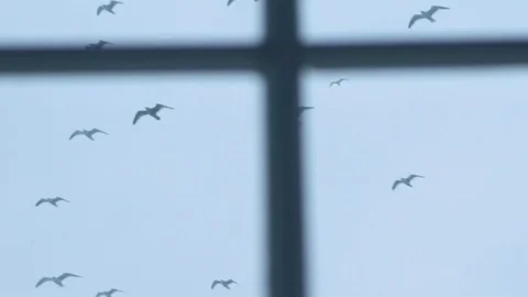 Flock Of Gulls Flies In The Sky Video stock 74700864
