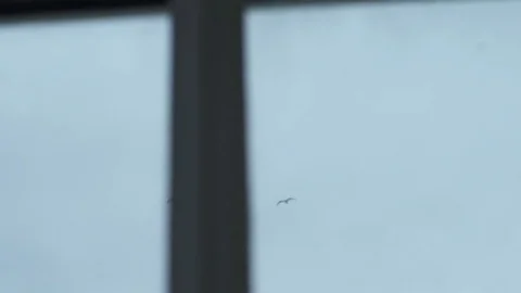 Flock Of Gulls Flies In The Sky Stock Footage 75465307