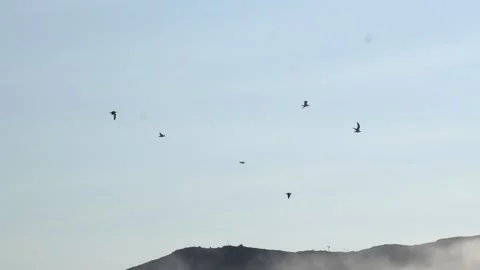 Flock of Gulls Flying Across Sky Above Misty Nuuk Greenland Stock Footage 345526893