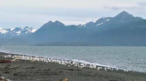 Flock of Gulls Flying from Beach Stock Footage 8599057