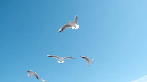 Flock of gulls flying in front of camera against blue sky in slow motion Stock Footage 151157387