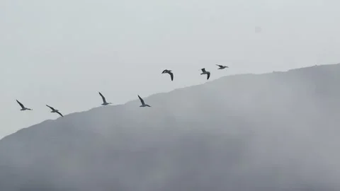 Flock of Gulls Flying Before Misty Mountain in Nuuk Greenland Stock Footage 345526709