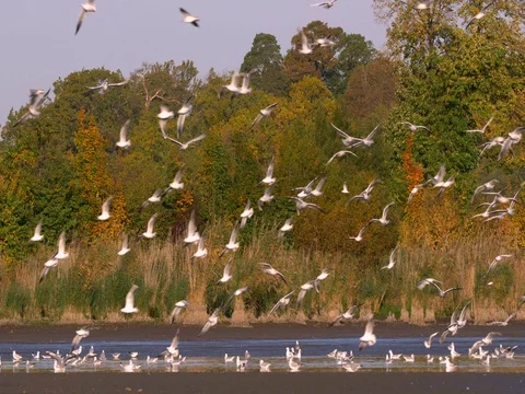 Flock of gulls flying over lake Stock-Footage 81358342