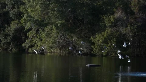 Flock Gulls flying Over Tropical Pond Stock Footage 166115694