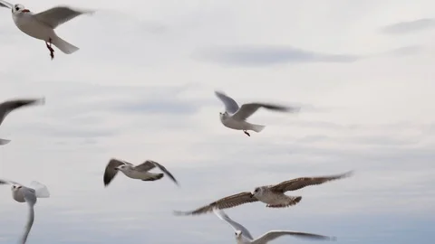 A flock of gulls flying in the sky. close up shot Stock Footage 123371309