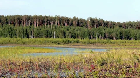 A flock of gulls Stock Footage 51705196