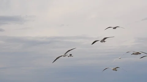 A flock of gulls hovers in the sky close to the camera Stock Footage 123371459
