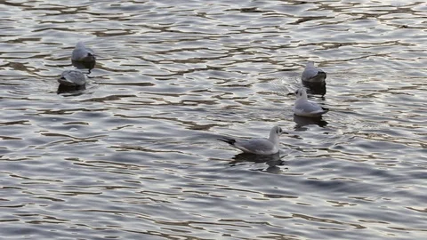 Flock of gulls on lake constance Stock Footage 123228486