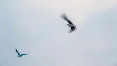 Flock Of Gulls On The Neva River Stock-Footage 74454557