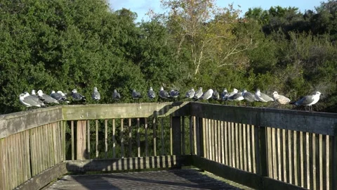 Flock of Gulls on Railing of a Deck Stock Footage 166114984
