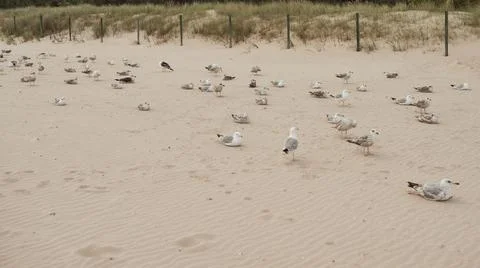 A flock of gulls resting on the beach Stock Photos