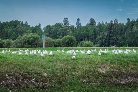 Flock of Gulls Resting on Grass Stock Photos