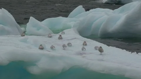 Flock of Gulls Resting on Iceberg in Uummannaq Greenland 库存影片 345604853