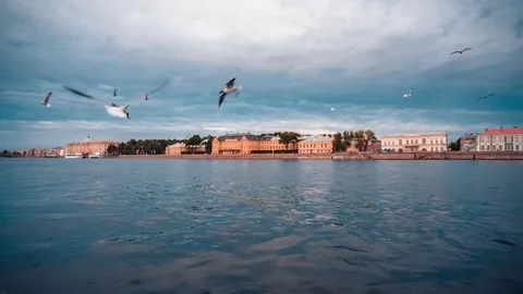 Flock Of Gulls On The River 스톡 동영상 74454930