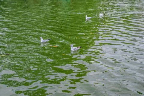 Flock of gulls on the river Stock Photos