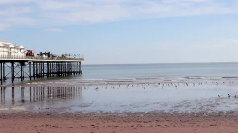 A flock of gulls on a sandy beach at low tide near a pier. Paignton, Devon Stock Footage 346922821