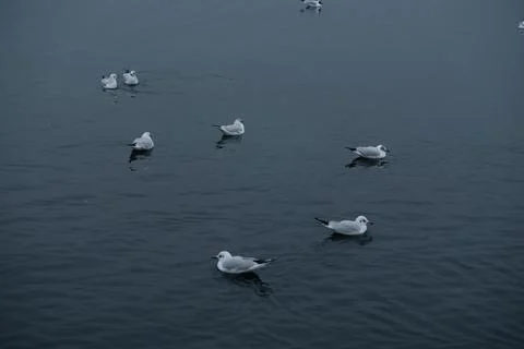 A flock of gulls on the sea is fighting for food. Stock Photos