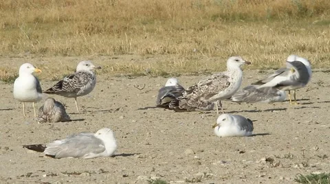A flock of gulls on the shore. Stock Footage 52441851