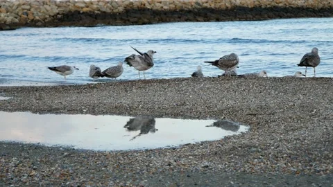 Flock of gulls sitting on the beach 動画素材 141867248