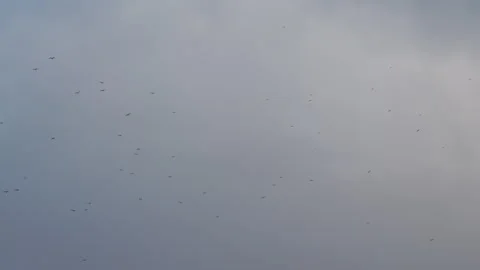 Flock of gulls soaring and circling, wide shot against overcast sky. 4K 60fps. Stock Footage 334354266