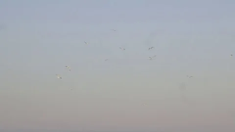 Flock of gulls at sunset Stock Footage 71377578