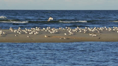 Flock of gulls taking flight from sandy beach Stock-Footage 339552065