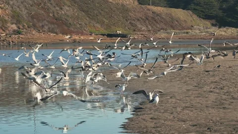 Flock of gulls taking off Stock Footage 293106882