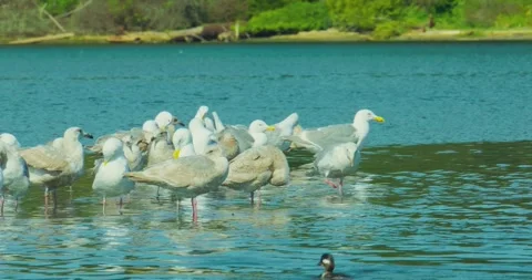 Flock of gulls wading in shallow blue water near shore Vidéo 332510275