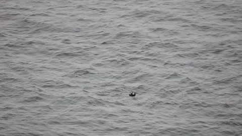 A flock of Harlequin ducks 스톡 동영상 299944721