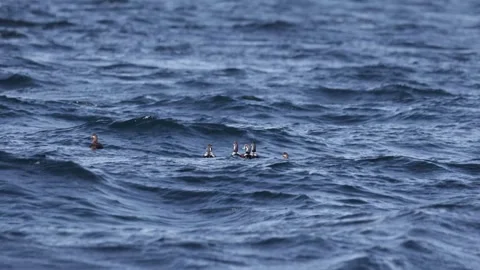 A flock of Harlequin ducks Stock Footage 299944937