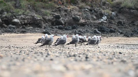 Flock of Heermann's Gulls on the Beach Stock Footage 135746992