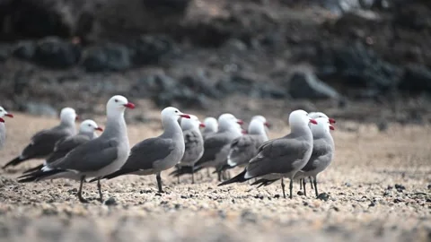 A Flock of Heermann's Gulls taking flight on the beach Stock Footage 135747019