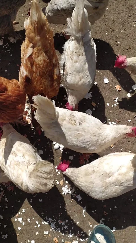 Flock Of Hens Eating Crushed Eggshells Stock Footage 334615504