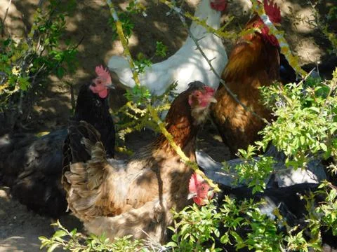 A flock of hens Stock Photos
