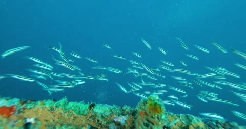 Flock herd of Japanese Eeltail Catfish (Plotosus Japonicus) Stock Footage 256095978