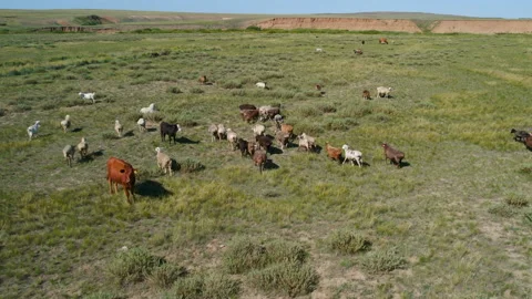 Flock herd of sheep grazing in green steppe Video stock 219945877