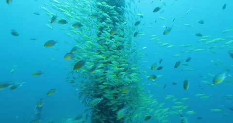 Flock herd of yellow Jack fish bait ball hiding from the shark. Stock Footage 255608640