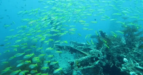 Flock herd of yellow Jack fish bait ball. Stock Footage 264152496