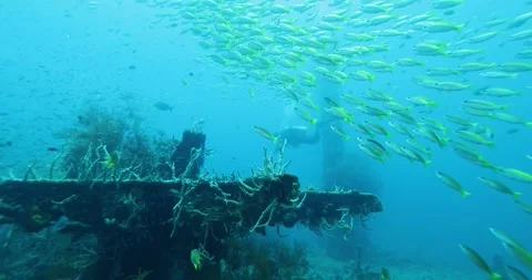 Flock herd of yellow Jack fish bait ball hiding from the shark. Stock Footage 268689678