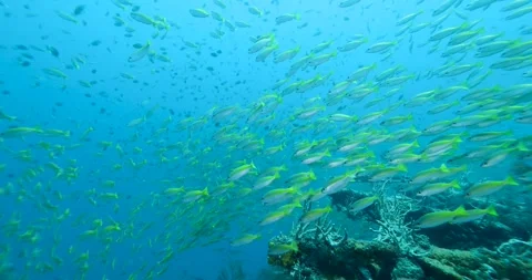 Flock herd of yellow Jack fish bait ball hiding from the shark. Stock Footage 269665746