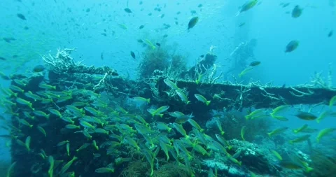 Flock herd of yellow Jack fish bait ball. A fish swimming around the mast Stock Footage 272627409