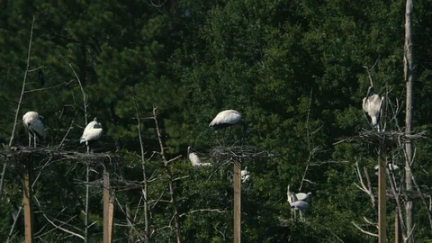 Flock of heron perching in forest Stock Footage 97592294
