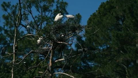 Flock of heron perching on trees in forest Stock Footage 97592008