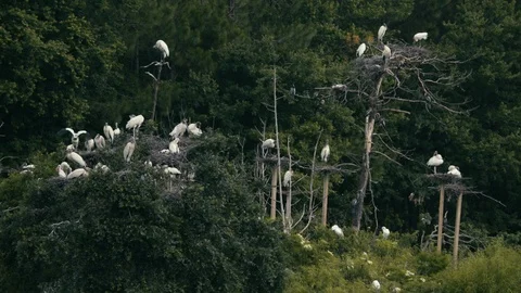 Flock of heron perching on trees in forest Stock Footage 97592123