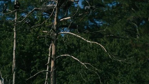 Flock of heron perching on trees in forest Stock Footage 97592316